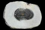 Thysanopeltis Trilobite - Issoumour, Morocco #134371-1
